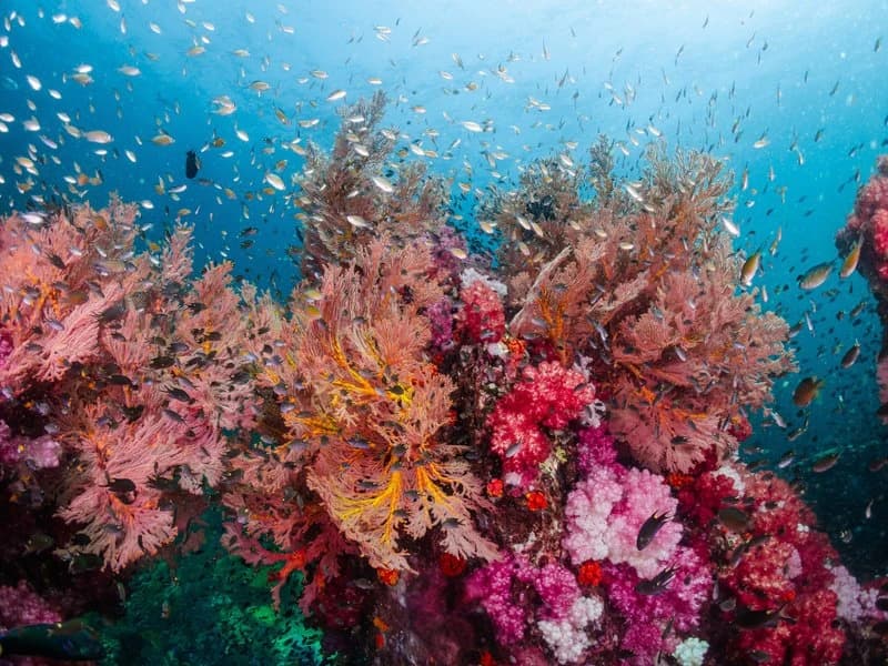 Colorful soft coral reef teeming with small marine fish