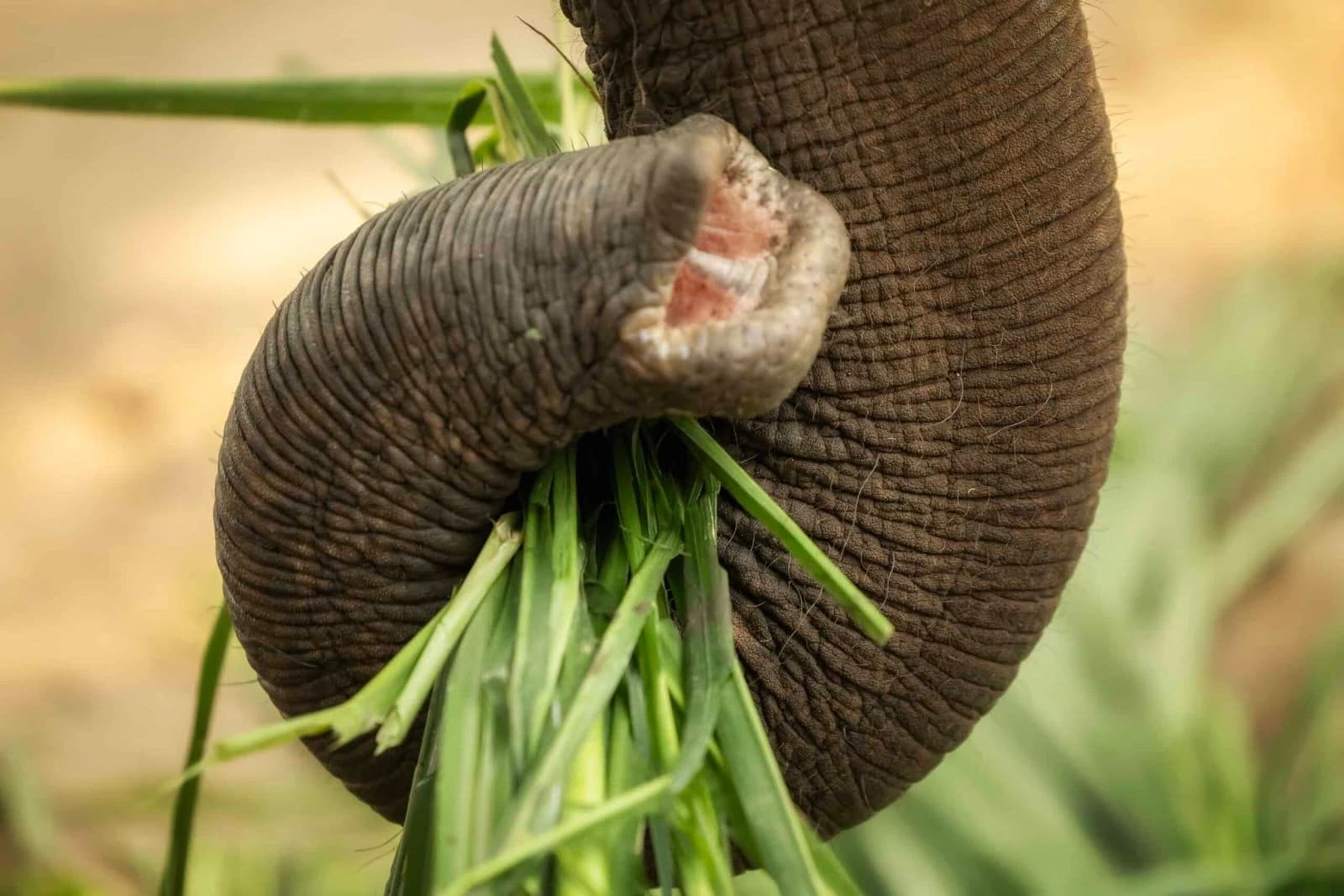 Close-up of an elephant trunk gripping fresh green grass