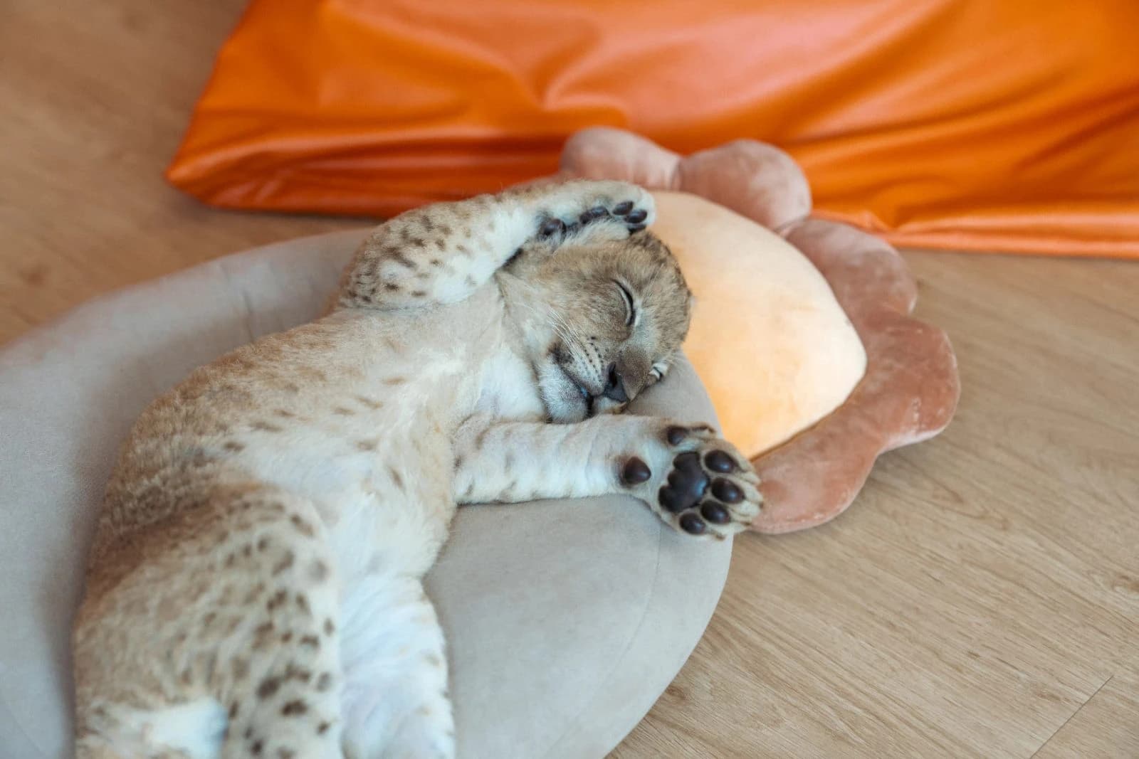 A small lion cub sleeping comfortably on a soft cushion.