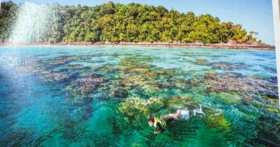 Snorkeler swimming over a shallow coral reef near a forested island